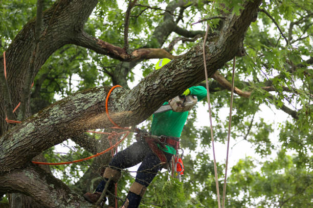 How Our Tree Care Process Works  in  Corry, PA